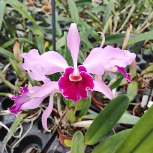 Cattleya purpurata 'Aco' x Cattleya whitei coerulea