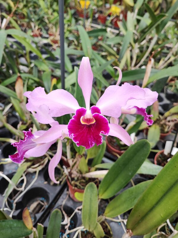 Cattleya purpurata 'Aco' x Cattleya whitei coerulea
