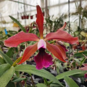 Cattleya tenebrosa 'Midnight' x Cattleya tigrina 'Escura'