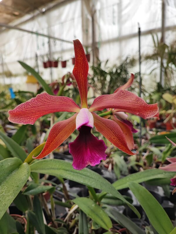 Cattleya tenebrosa 'Midnight' x Cattleya tigrina 'Escura'