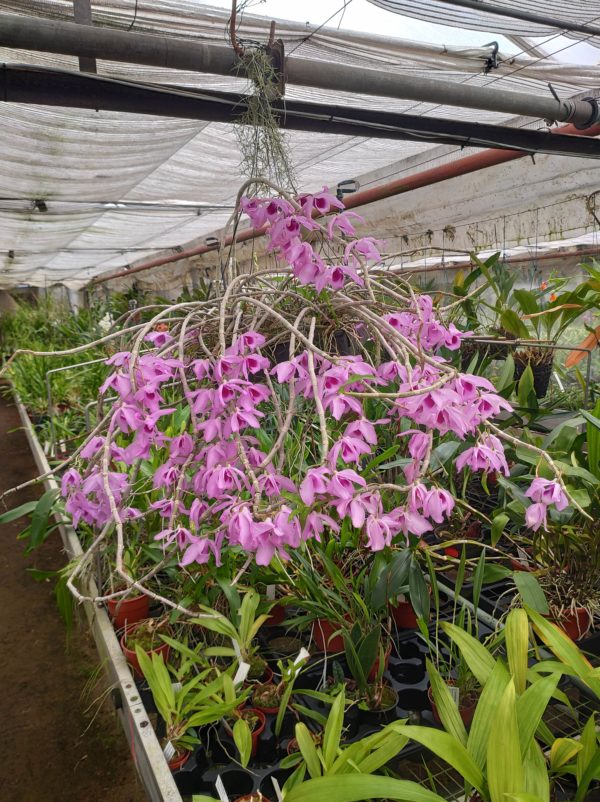 Dendrobium Nestor