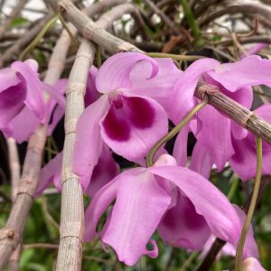 Dendrobium Nestor