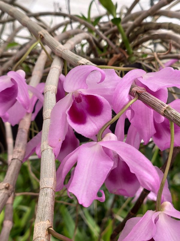 Dendrobium Nestor