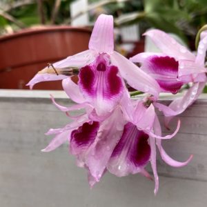 Dendrobium anosmum