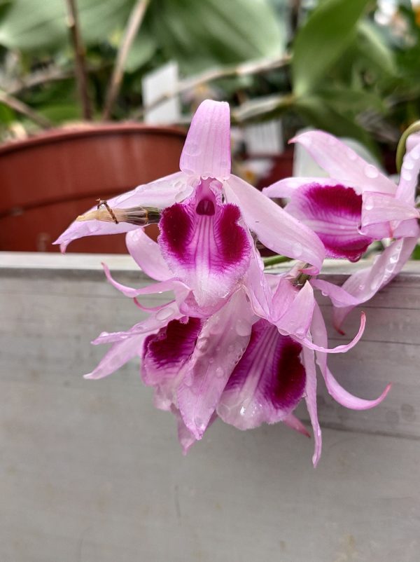 Dendrobium anosmum