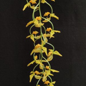 Gongora galeata flava X rufescens
