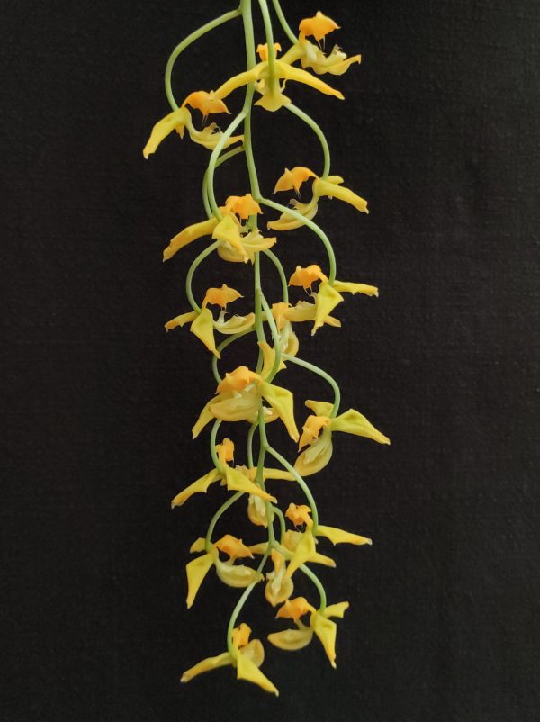 Gongora galeata flava X rufescens