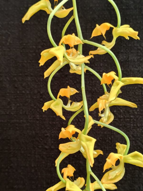 Gongora galeata flava X rufescens