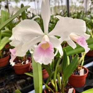 Laelia purpurata var. graciata