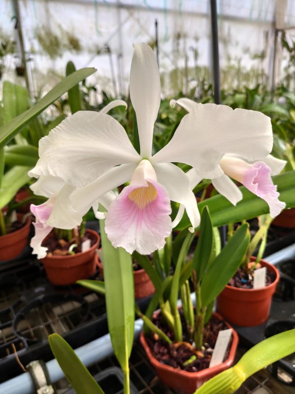 Laelia purpurata var. graciata