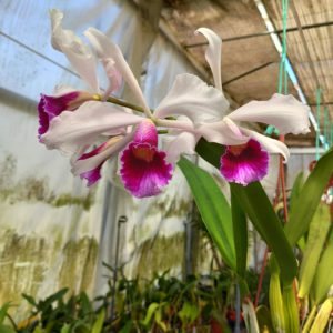 Laelia purpurata 'heinz' x self