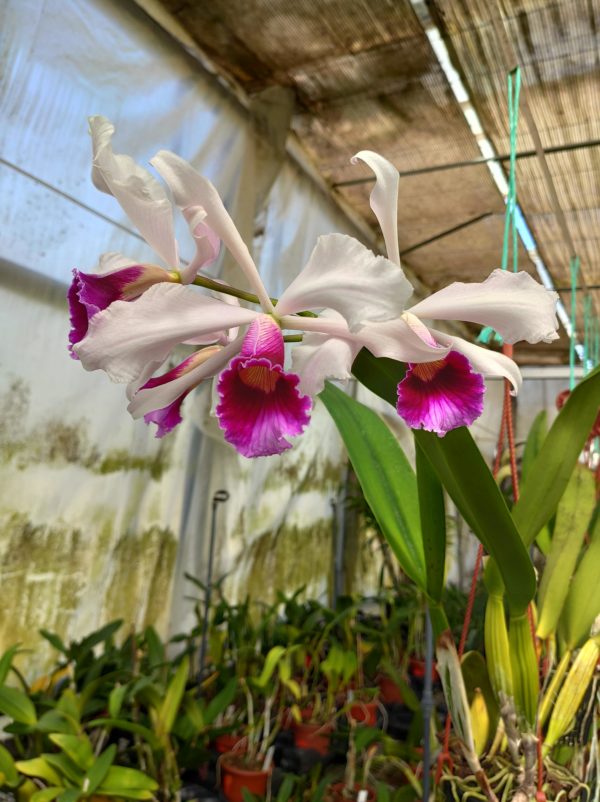 Laelia purpurata 'heinz' x self