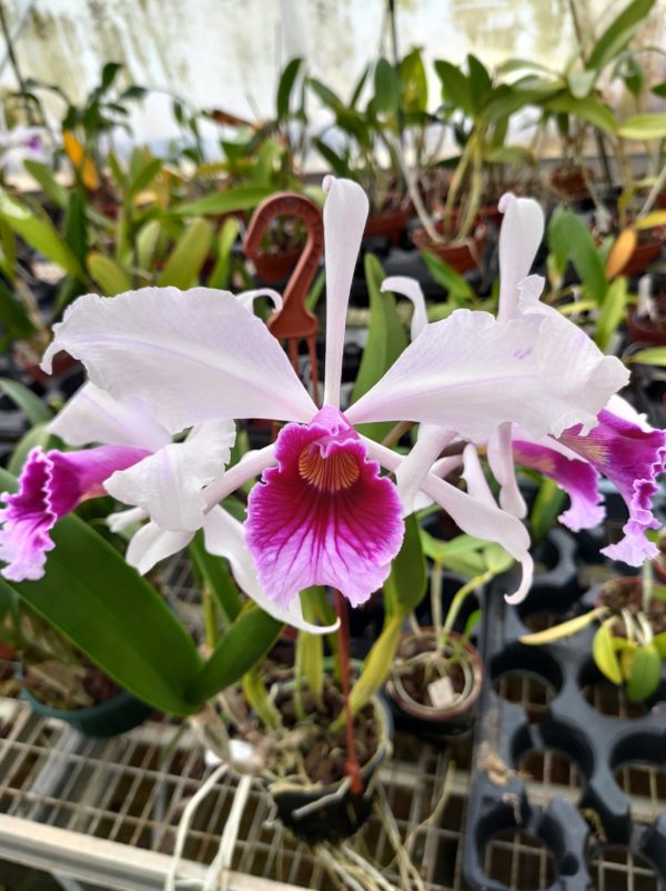 Cattleya purpurata 'Heinz' x 'Heinz' – Image 2