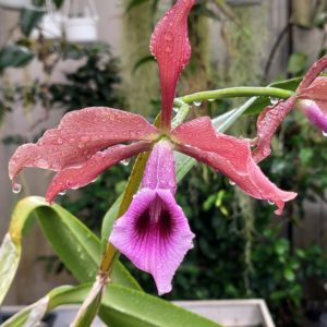 Laelia tenebrosa