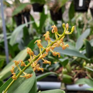 Liparis grossa