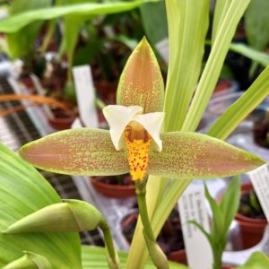 Lycaste deppei