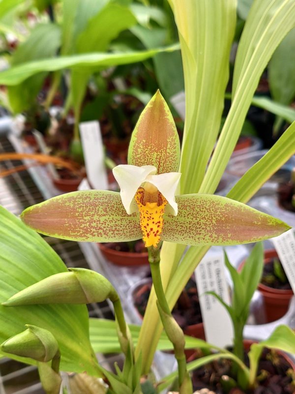 Lycaste deppei