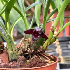 Maxillaria schunkeana