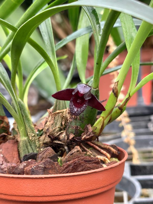 Maxillaria schunkeana