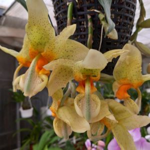 Stanhopea Racine