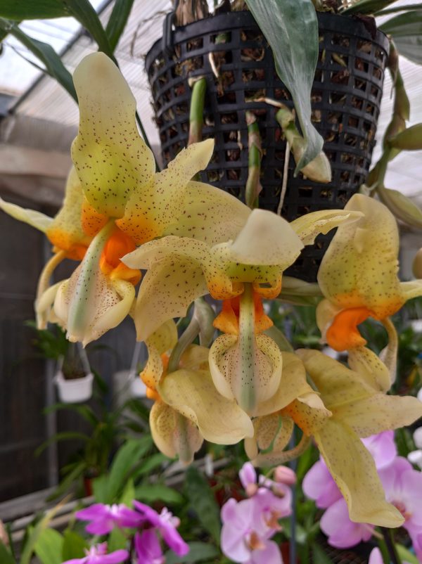 Stanhopea Racine