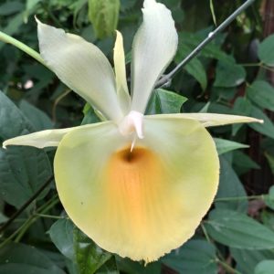 Catasetum pileatum Jumbo Green Gold