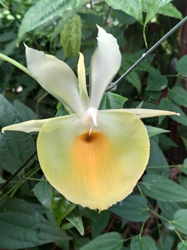 Catasetum pileatum Jumbo Green Gold
