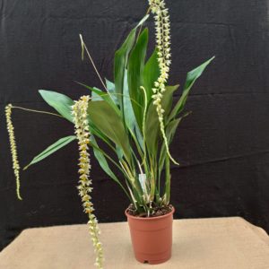 Dendrochilum cobbianium