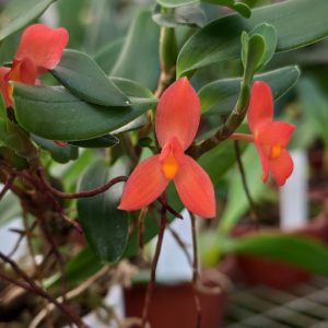 Maxillaria sophronitis