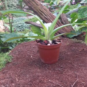 Paphiopedilum René Klinge 'Super' x P. rothschildianum 'Aigle Noir'