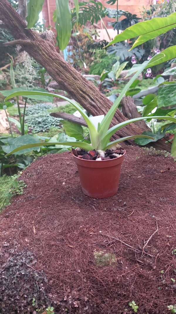 Paphiopedilum René Klinge 'Super' x P. rothschildianum 'Aigle Noir'