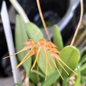 Bulbophyllum taiwanense