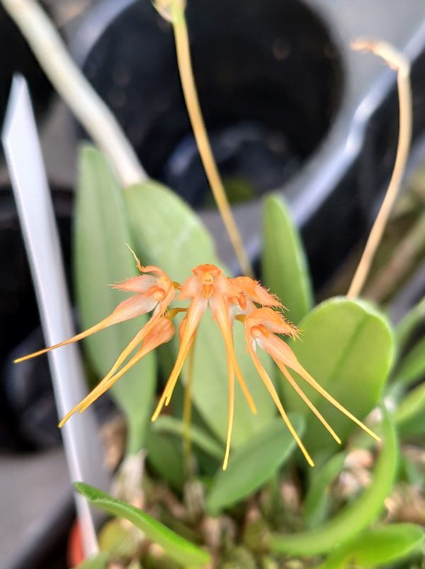Bulbophyllum taiwanense