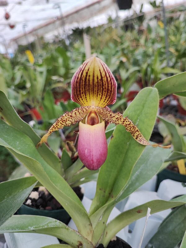 Paphiopedilum Pinocchio x rothschildianum