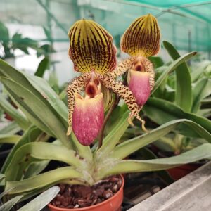 Paphiopedilum Pinocchio x rothschildianum
