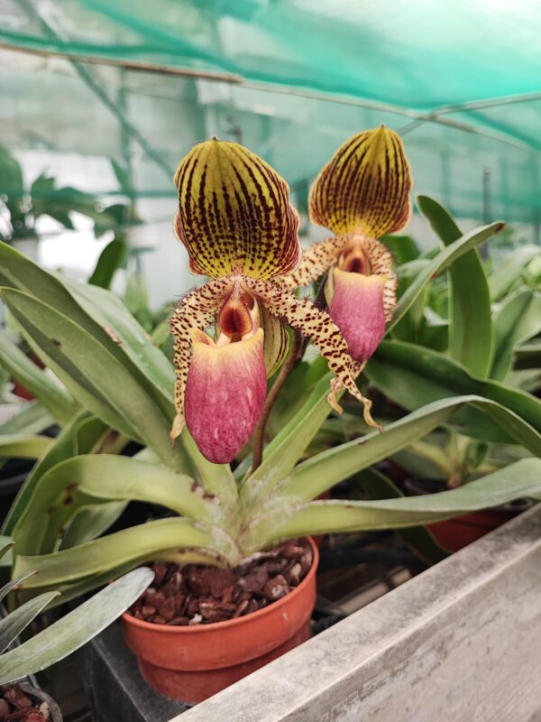 Paphiopedilum Pinocchio x rothschildianum