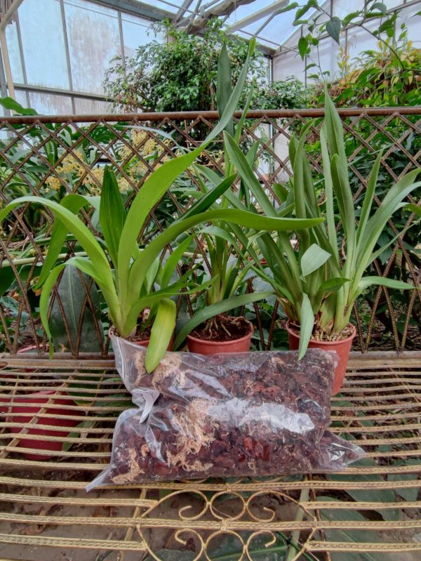 Lot de 3 orchidées hybrides + substrat