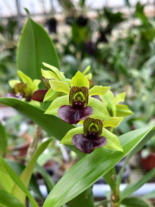 Dendrobium convolutum