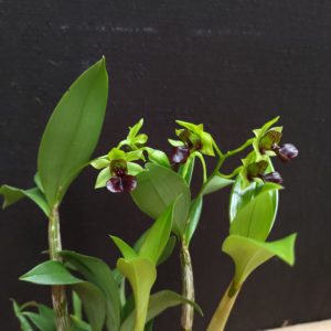 Dendrobium convolutum
