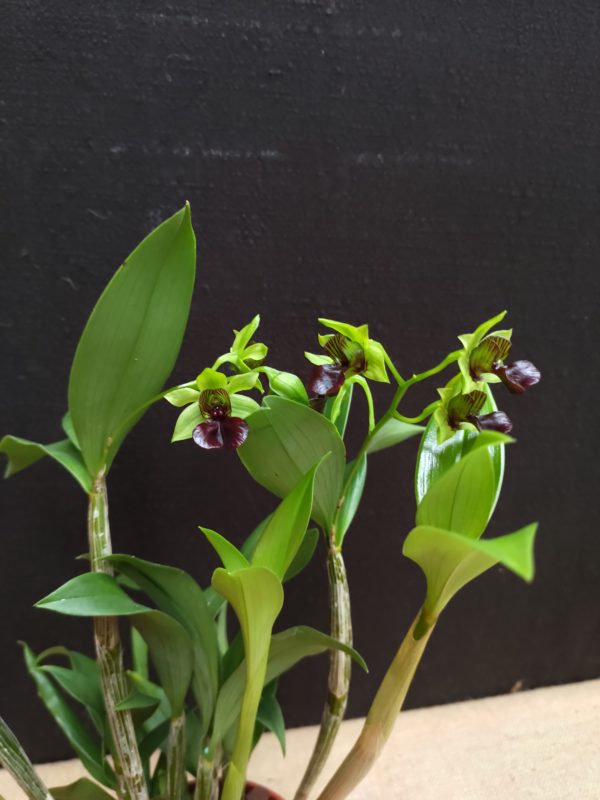 Dendrobium convolutum