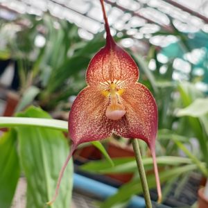 Dracula hirtzii