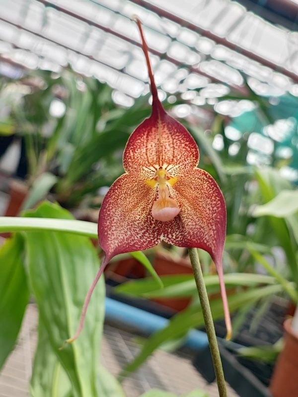 Dracula hirtzii