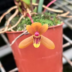 Maxillaria tenuibulba