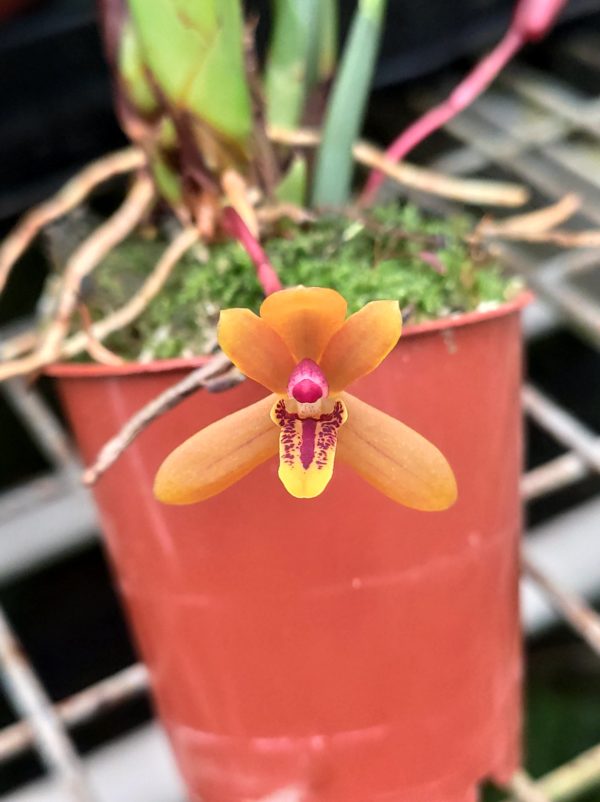 Maxillaria tenuibulba