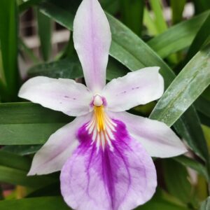 Miltonia spectabilis