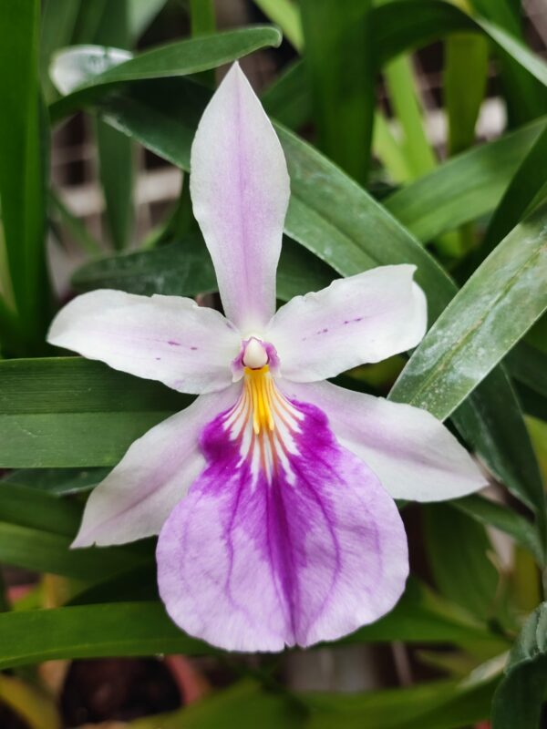 Miltonia spectabilis