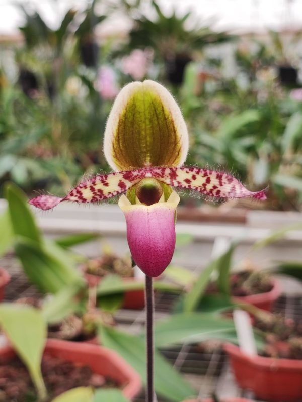 Paphiopedilum liemianum 'Super' – Image 2