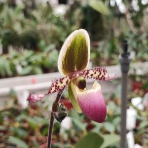 Paphiopedilum liemianum 'Super'