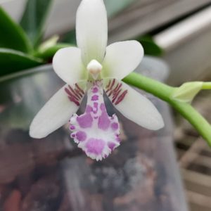 Phalaenopsis japonica