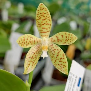 Phalaenopsis pallens